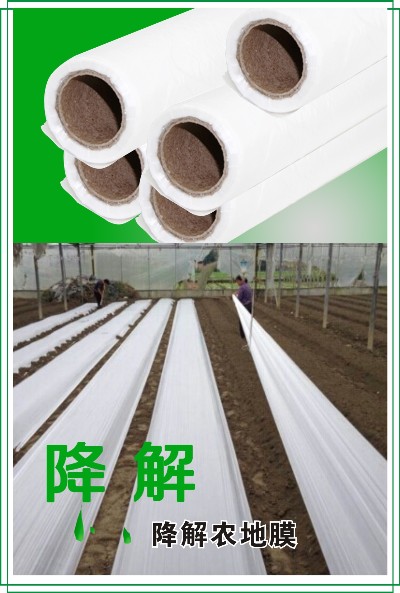 白膜_副本.jpg